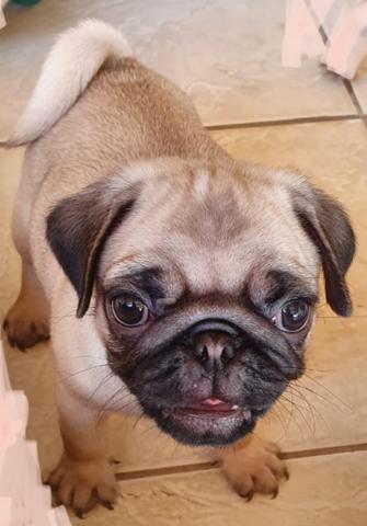 O último dos moicanos !!! Venha buscar sua melhor companhia !! Pug - Foto 2