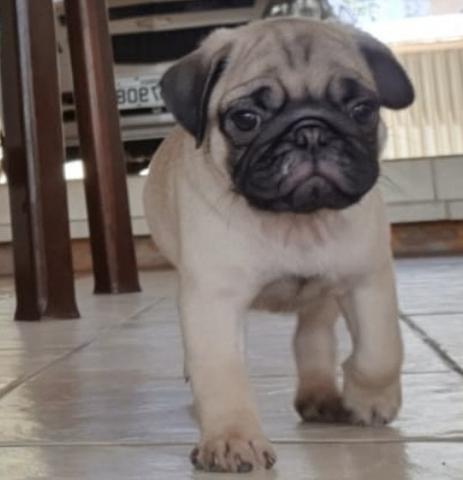 O último dos moicanos !!! Venha buscar sua melhor companhia !! Pug - Foto 4
