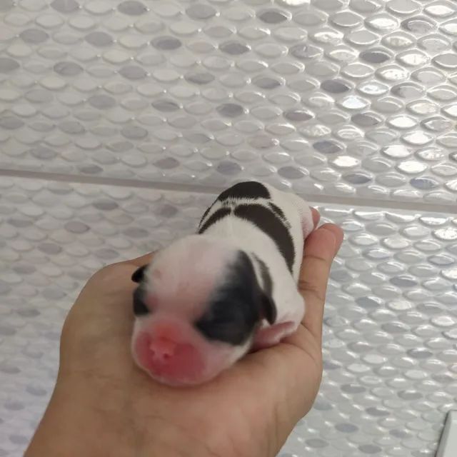 Filhote de shih-tzu macho dispo - Foto 6
