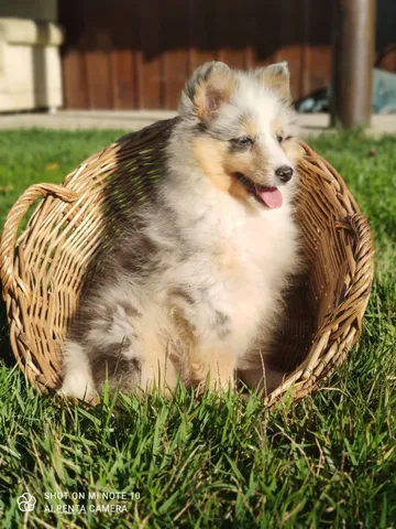 Filhote Pastor de Shetland 3 Meses Valor Bahia - Filhote de Pastor de  Shetland Azul Merle - Encrenquinhas