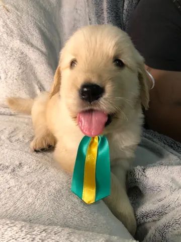 Golden Retriever bem fofinhos $$ - Cachorros e acessórios - Perdizes, São  Paulo 904740490