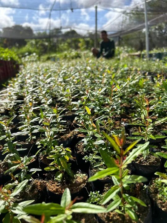 Mudas de romã - Foto 5