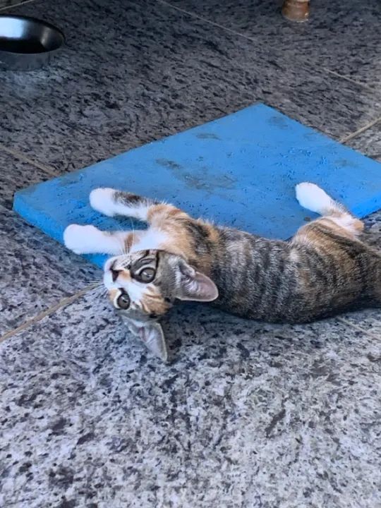 Gatinhos filhotes para ADOÇÃO RESPONSÁVEL  - Foto 4