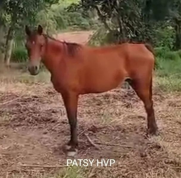 VENDE-SE FILHA de *FA EL SHAWAN EM FILHA de MAGNUM PSYCHE - Foto 4