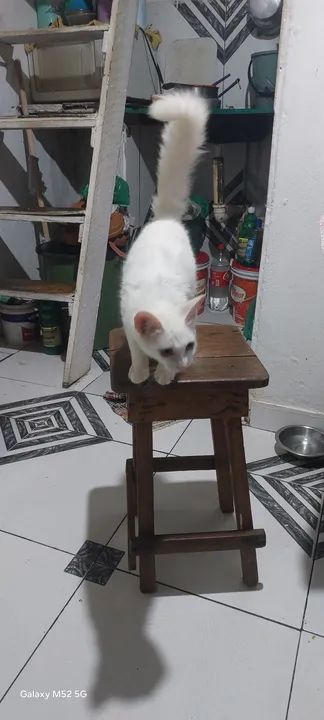 Gatinho branco fofinho para Venda - Foto 4