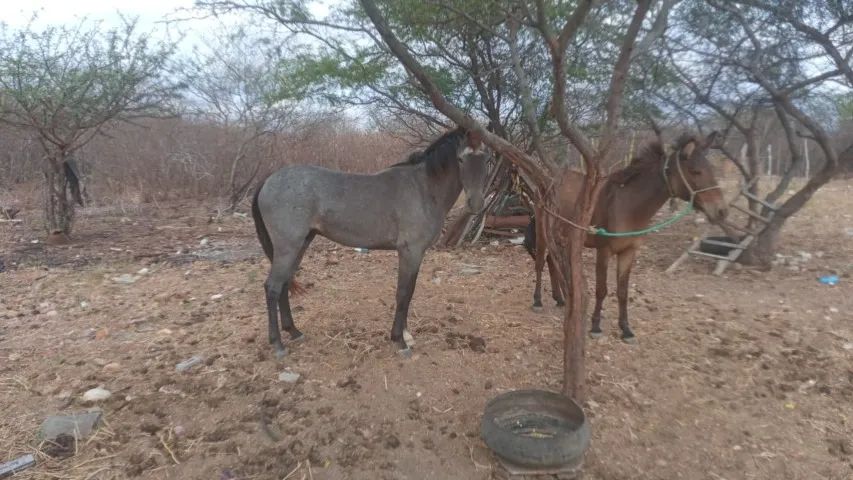 vende-se belissimo cavalo - Foto 2