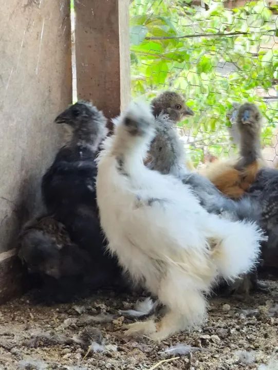 Pintinhos de Sedosa do Japão  - Foto 2