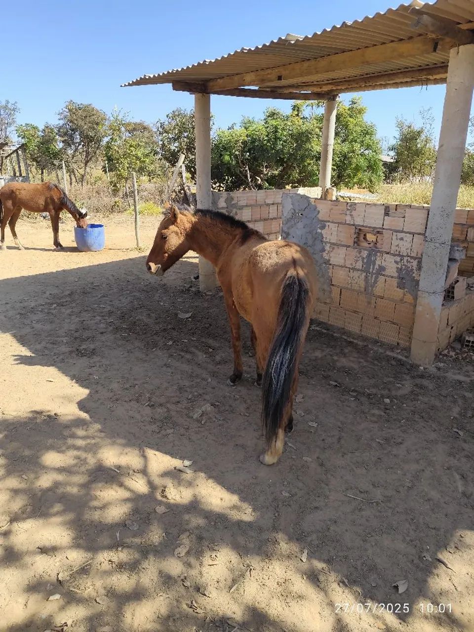 Um potrinho e uma potrinha. - Foto 6