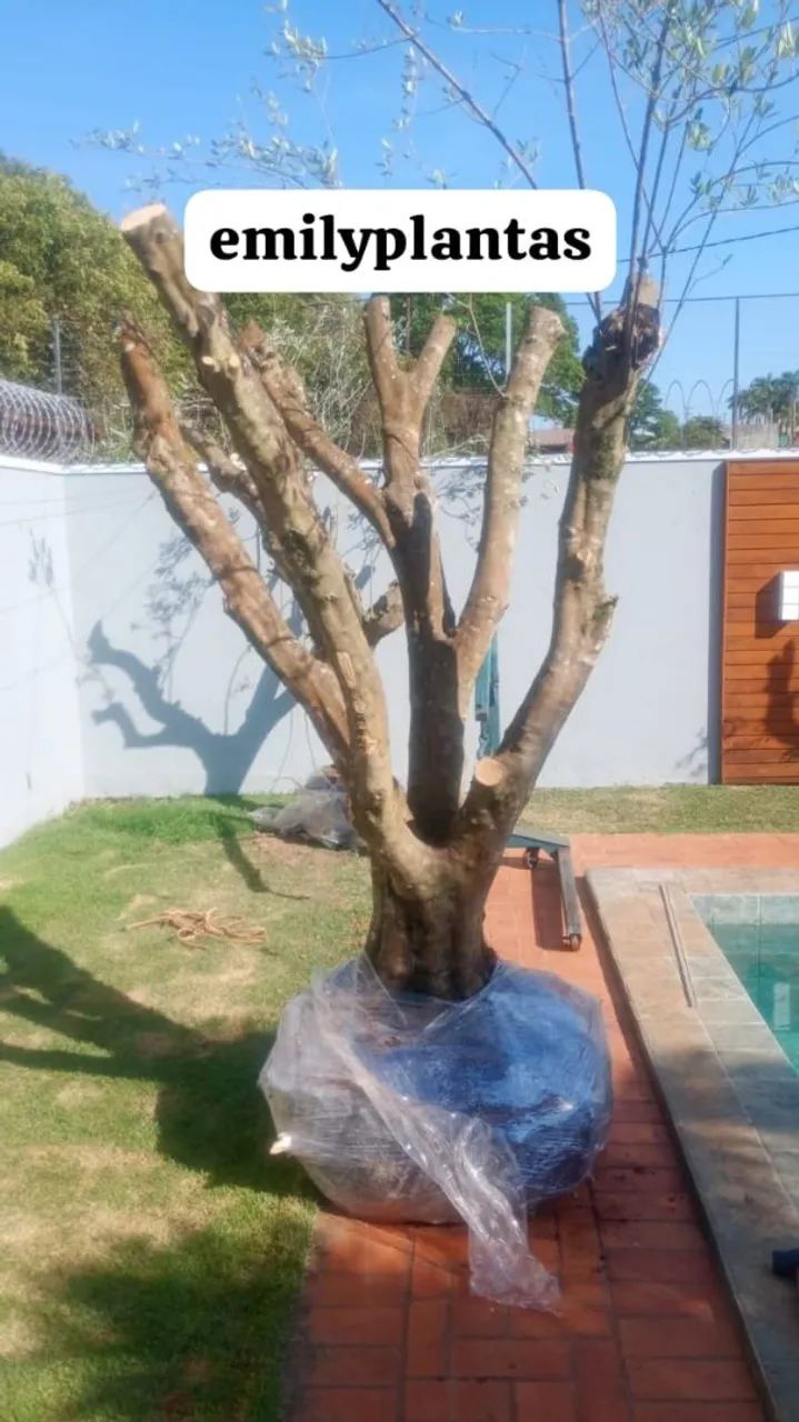 Mudas centenárias  - Foto 4