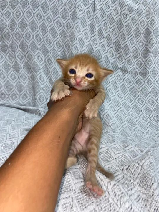 Gatinhos fofinhos para adoção 1 mês  - Foto 2