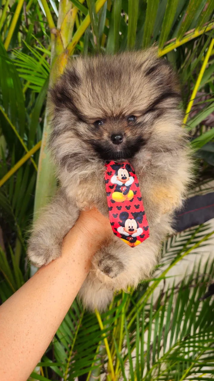 Filhote de Spitz Alemão (Lulu da Pomerânia)