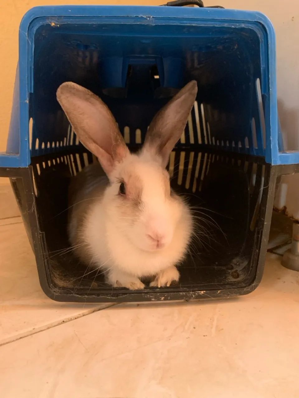 Adoção - Doa-se coelha adulta  - Foto 2