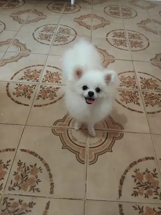 Fofurinha com Desconto Imperdivel!!!