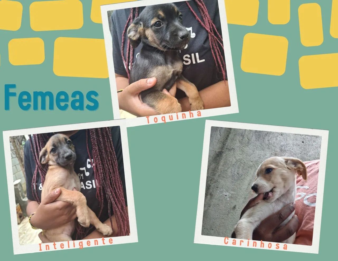 Filhotes para Doação  - Foto 3