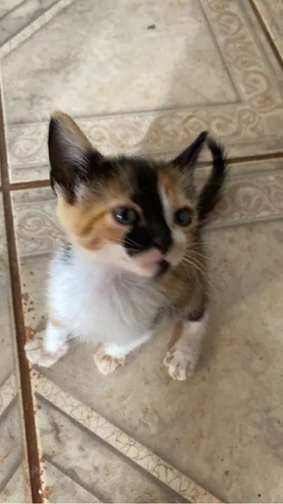 Doação Responsável 