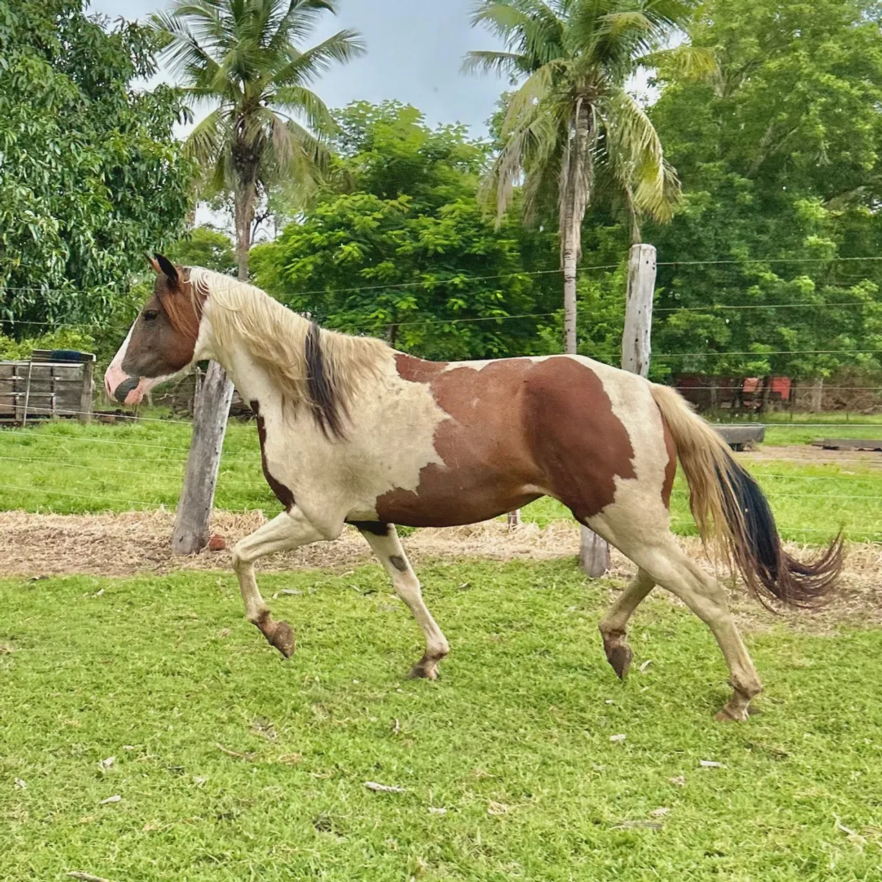 Cavalos PAINT HORSE