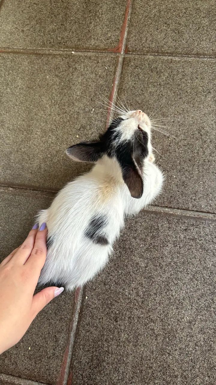 Gatinhos para doação  - Foto 5