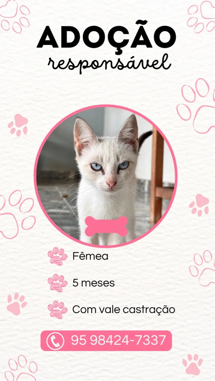 Gatinha Fêmea 