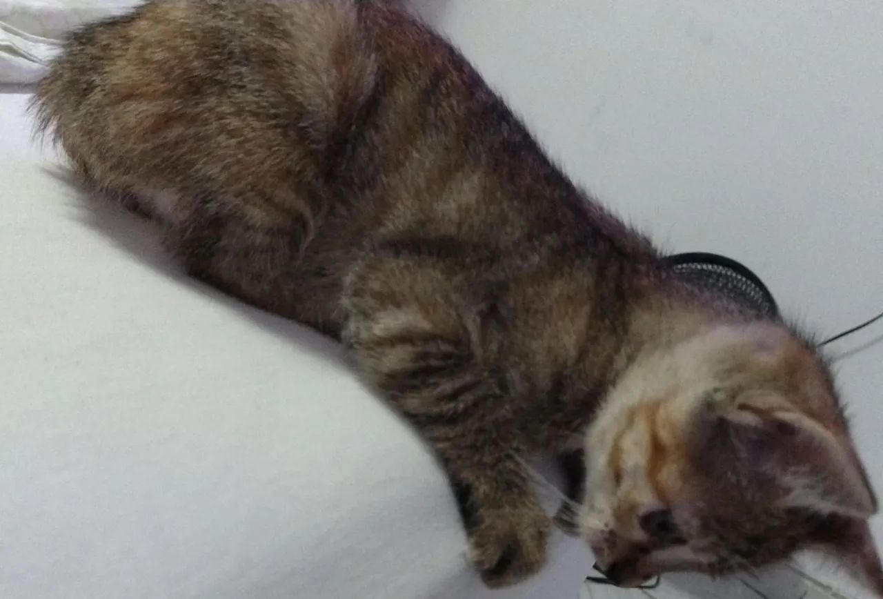 Filhotes de gato para doação  - Foto 4