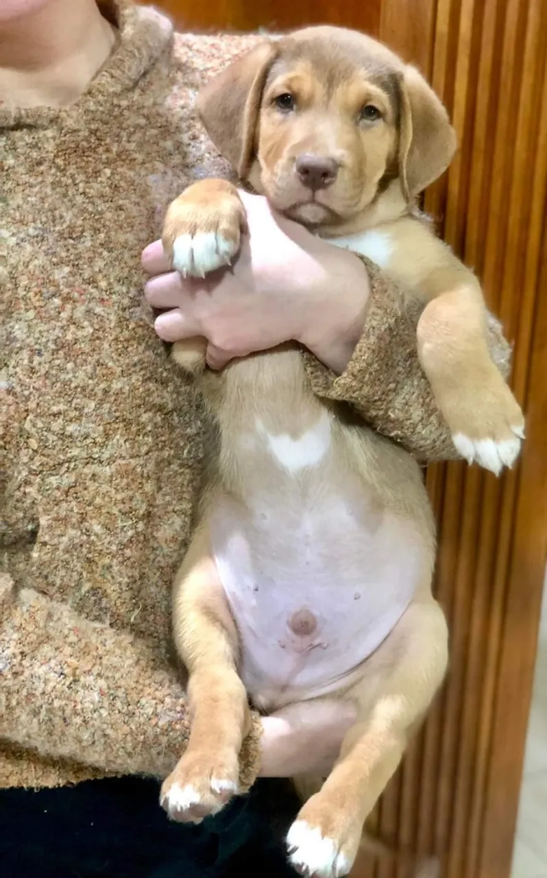 Labrador x Boxer 120 ZAP 997IO4220