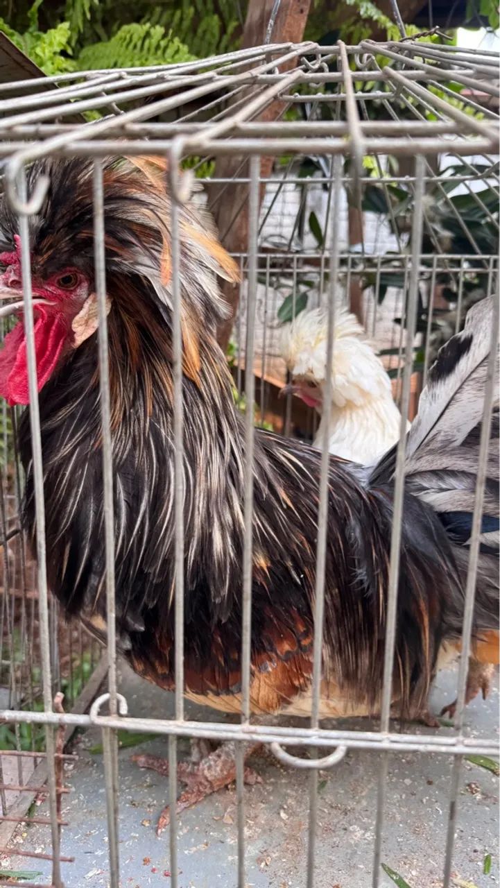 Casal de galo e galinha polonesa  - Foto 5