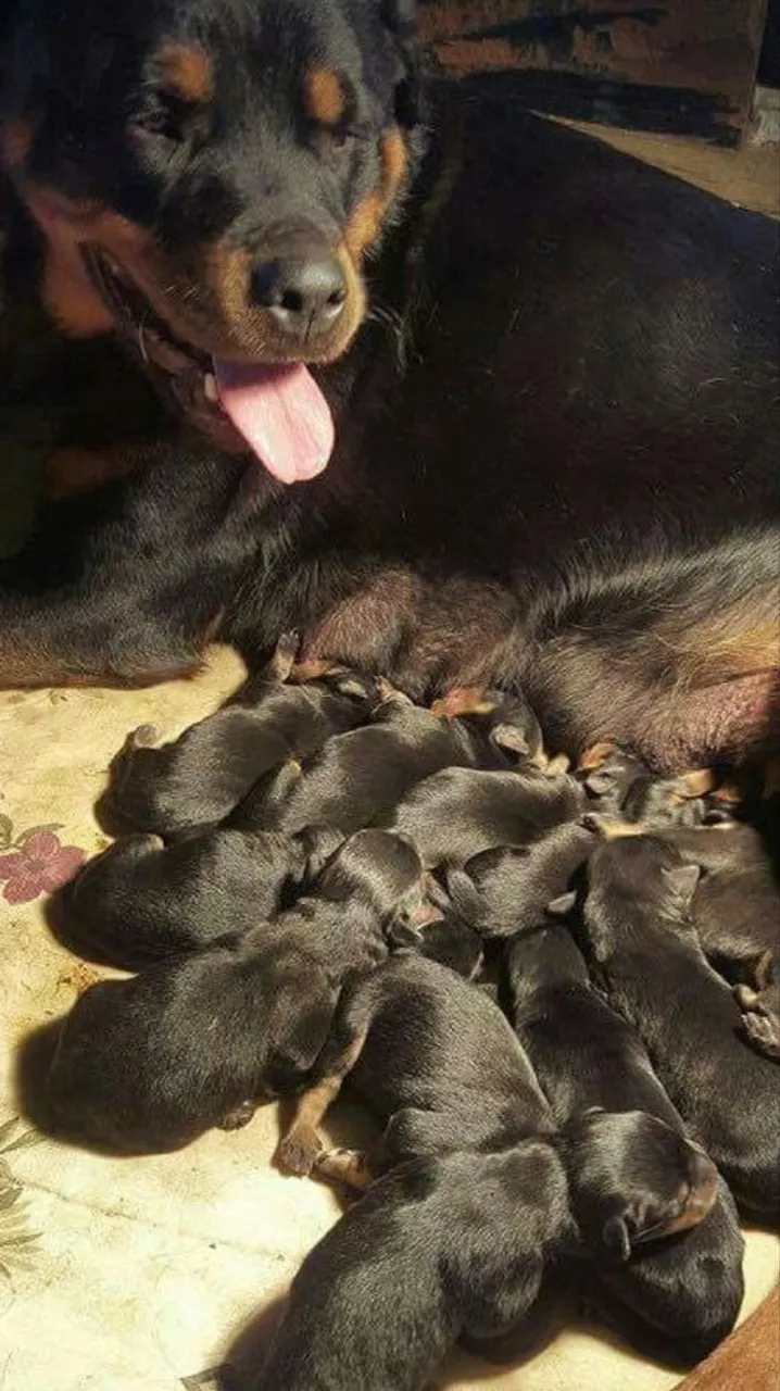 Filhotes de rottweiler a pronta entrega