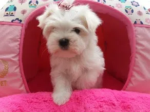 Maltês bem brancos, sem lagrima acida!