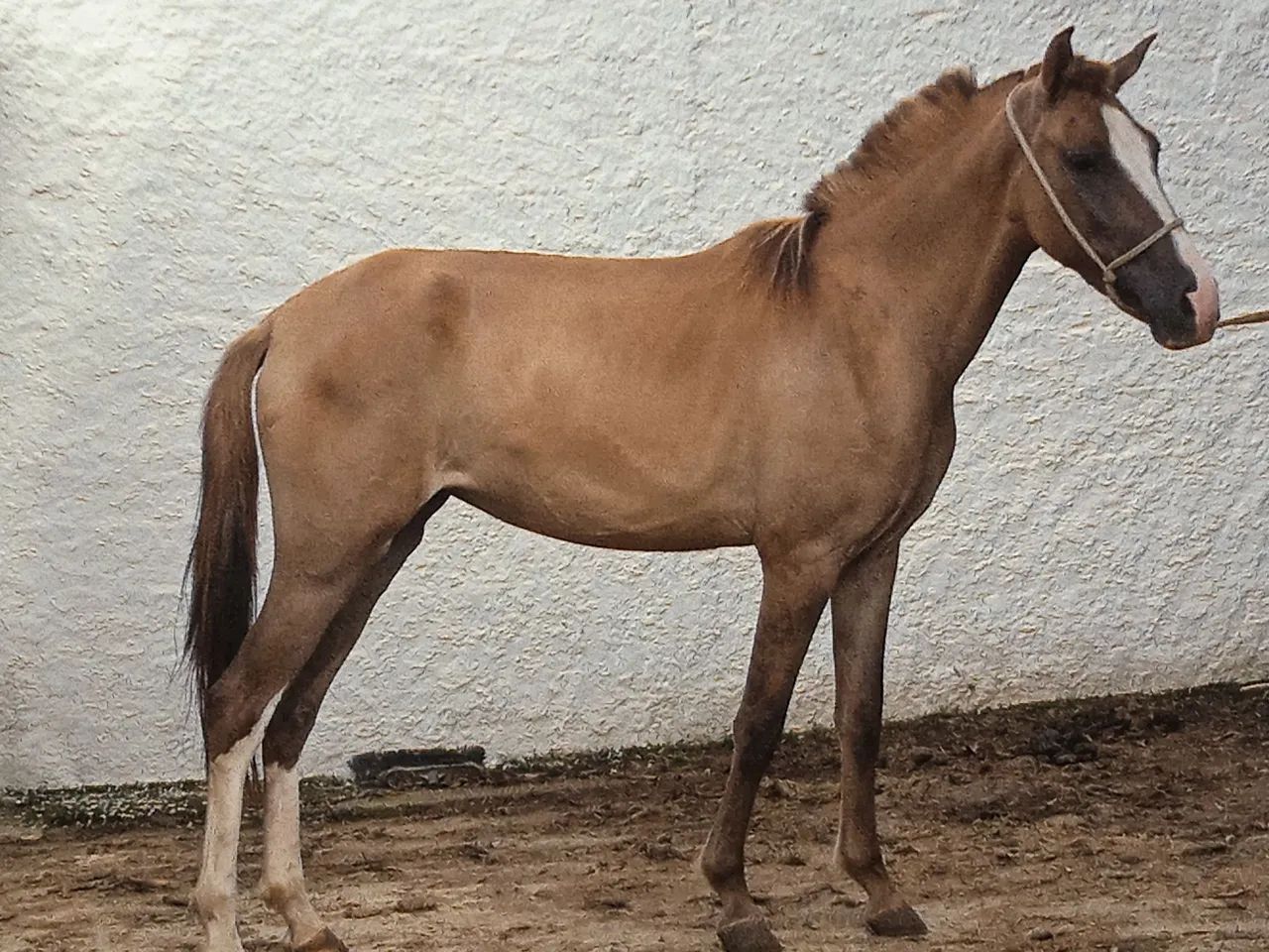 Potro Mangalarga Marchador - Foto 2