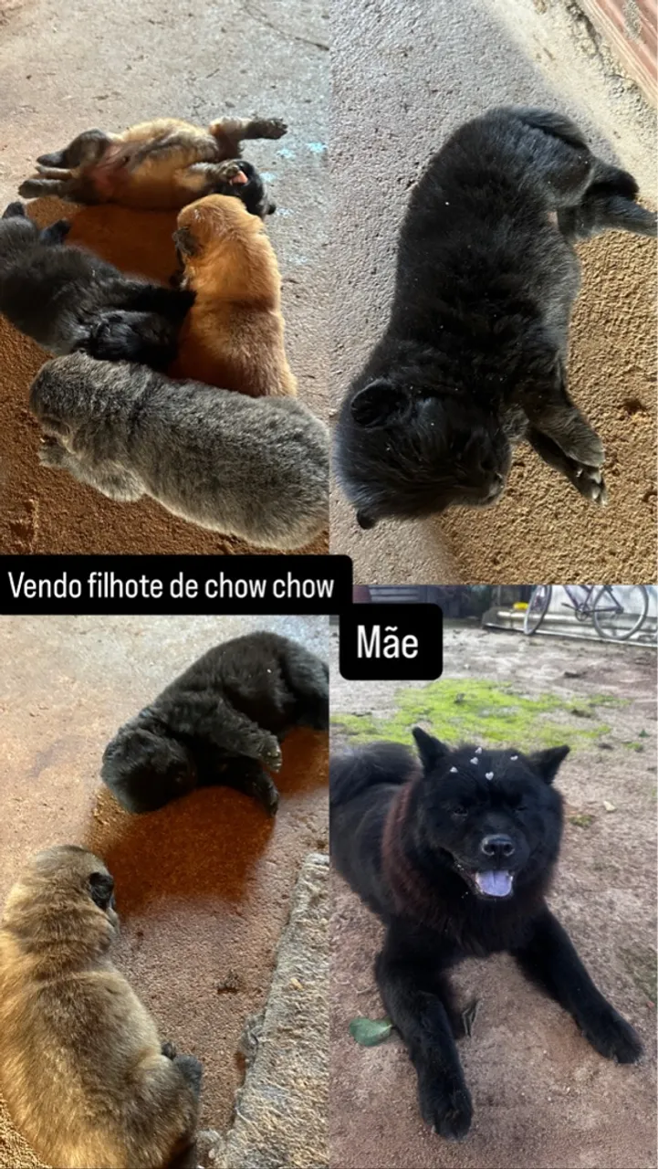 Filhotes de Chow Chow para vender