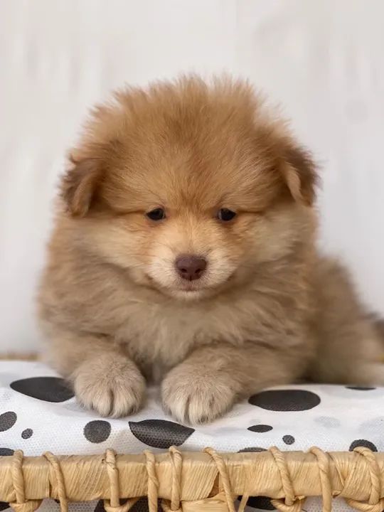 "Filhotes de Spitz Alemão à Venda: Fofura e Carinho em Cada Pelinho!" - Foto 2