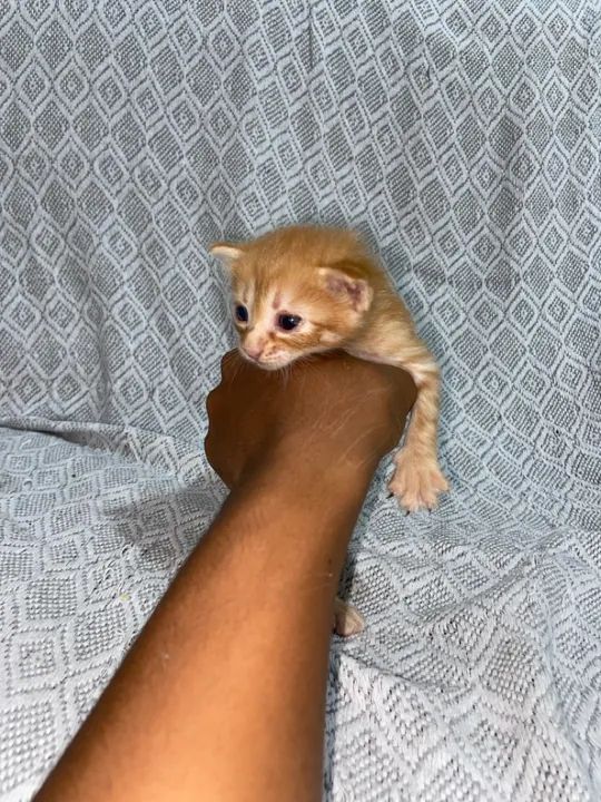 Gatinhos fofinhos para adoção 1 mês  - Foto 3
