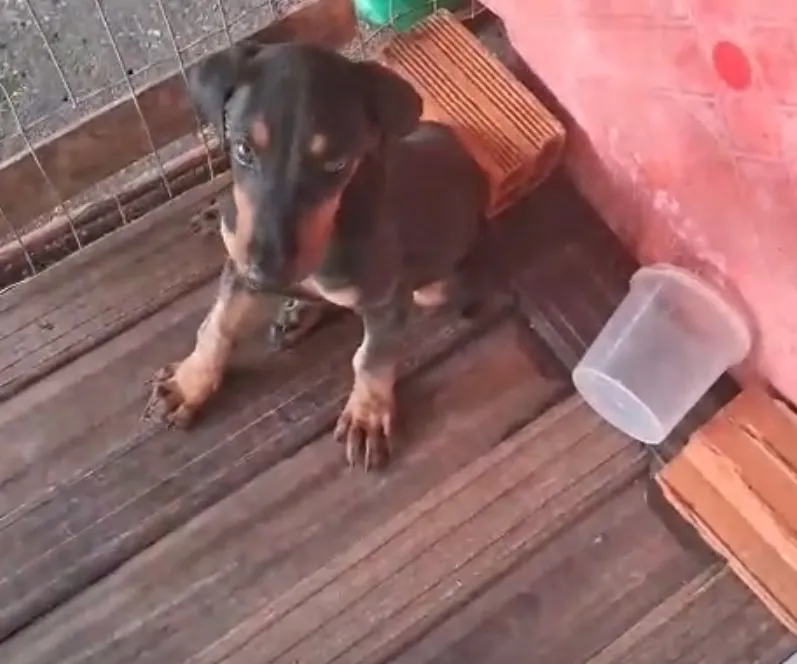 Filhote Doberman 