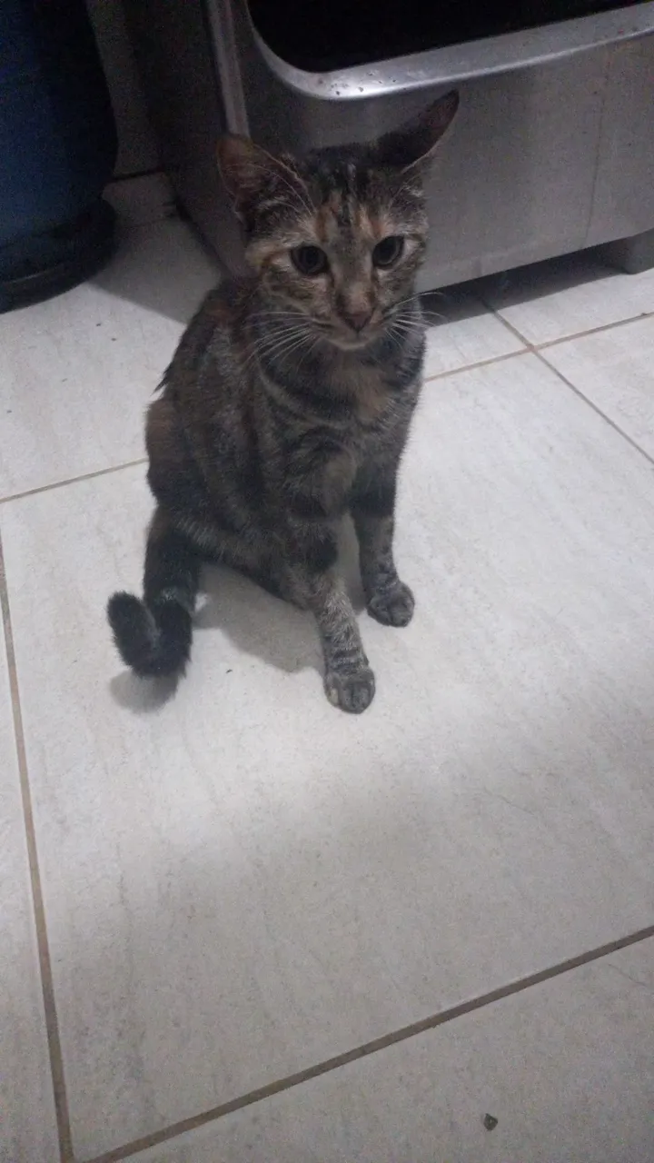 Gato