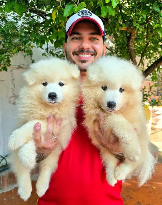 Filhotes de Samoieda de ALTÍSSIMO PADRÃO - Foto 6