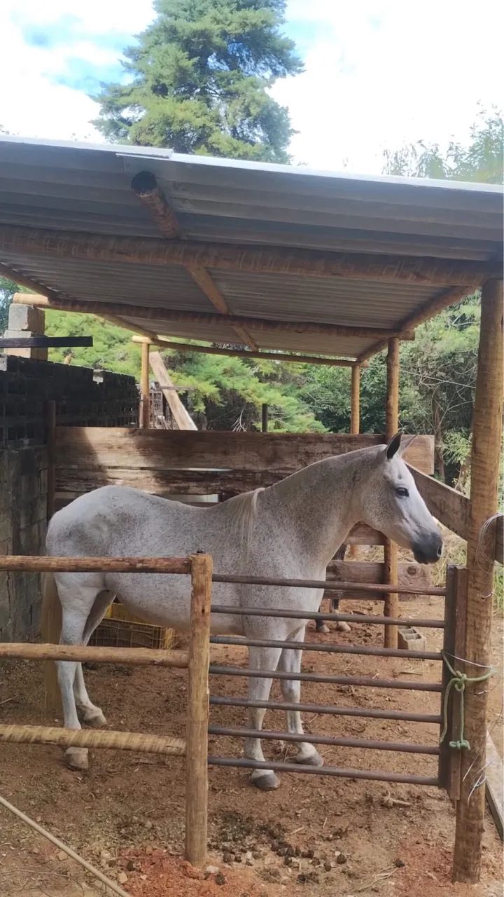 Vendo égua excelente na picada  - Foto 5