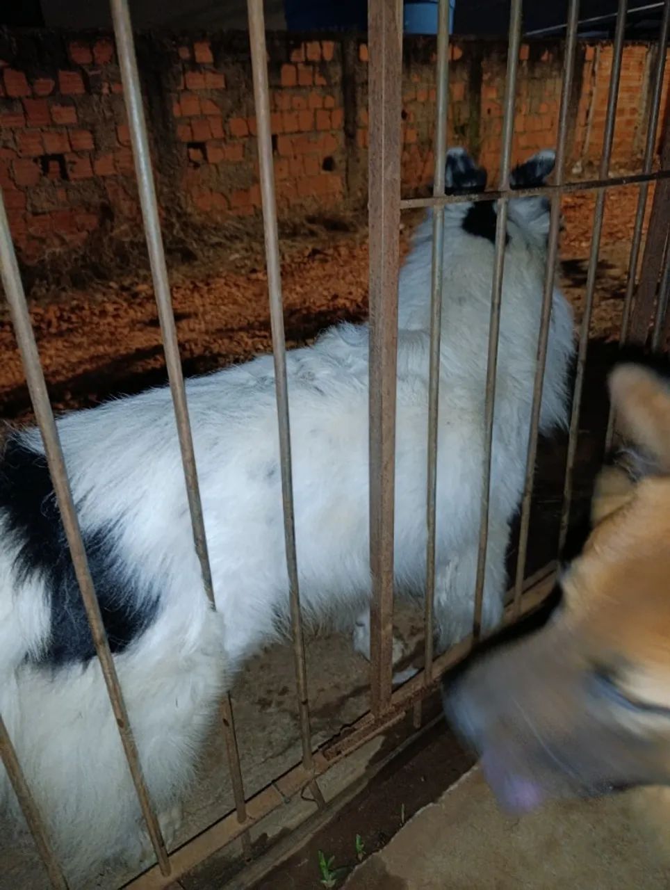 Cachorro PERDIDO na rua major Nabuo oba Uvaranas  - Foto 4