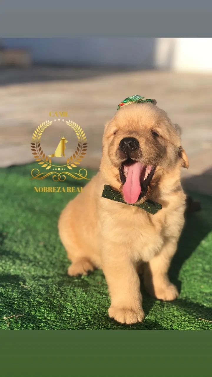 Golden Retriever do @CanilNobrezaReal - Foto 3