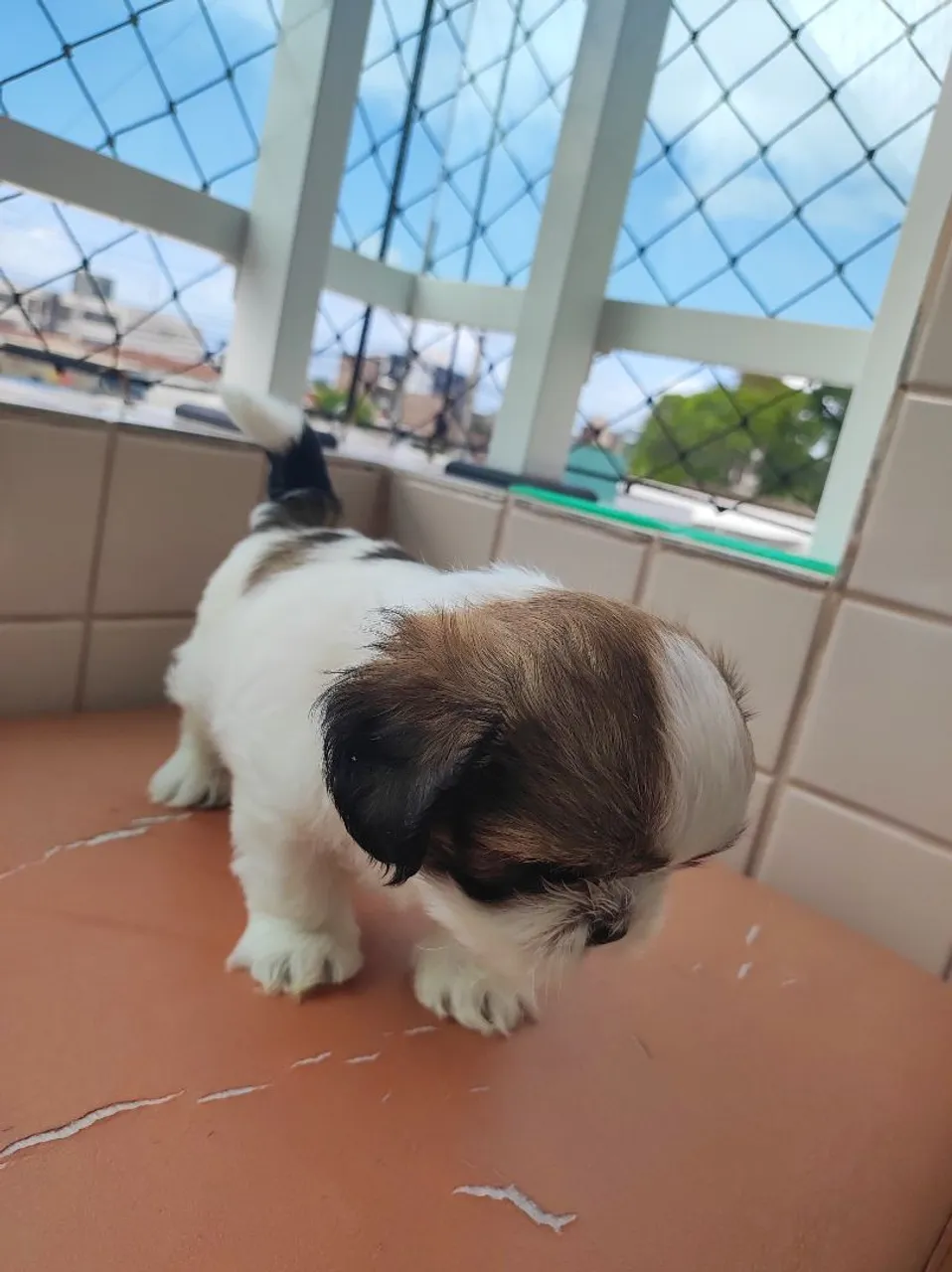 Filhote macho de Shih Tzu disponível