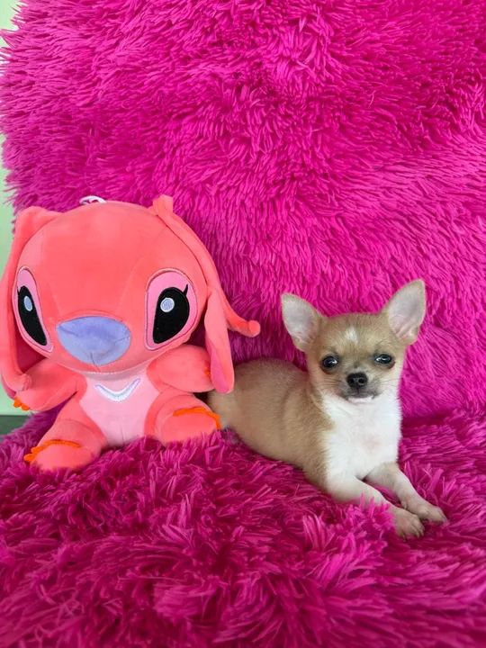 Chihuahuas miniaturas disponíveis  C/ pedigree  - Foto 2