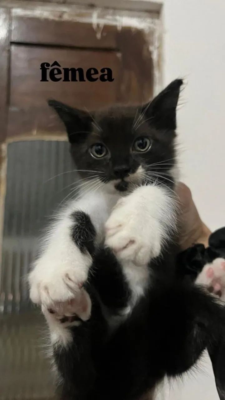 Gatos pra doação  - Foto 3