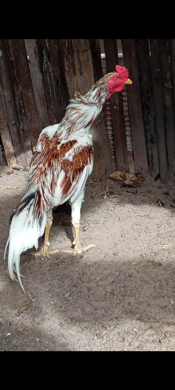 FRANGO CARIOCA DISPONÍVEL