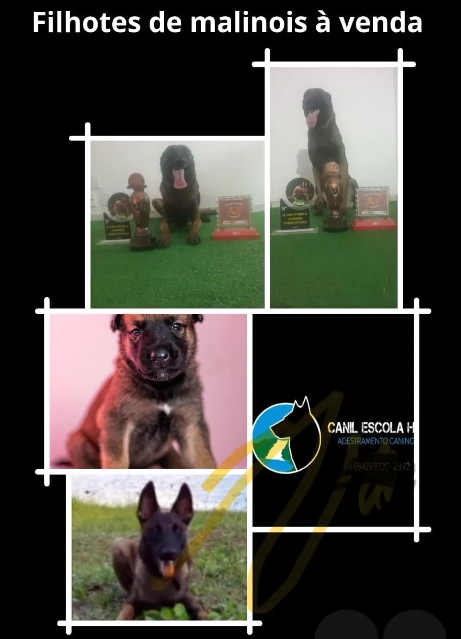 Filhotes de Pastor Belga Malinois à venda