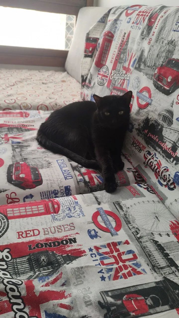 Gatos para doação  - Foto 4