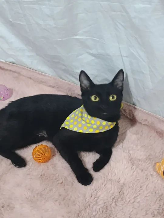 Polly para adoção responsável 