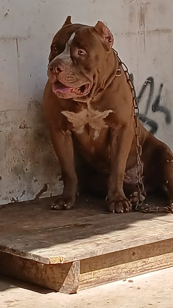 Filhotes pitmonster