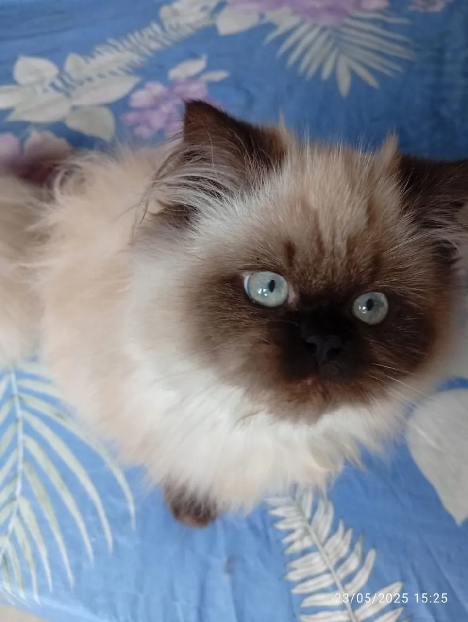 Filhote Gato Persa pet - macho