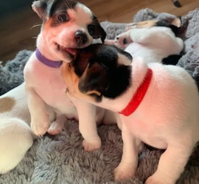 Fofuxos Doguinhos Jack Russel  - Foto 2