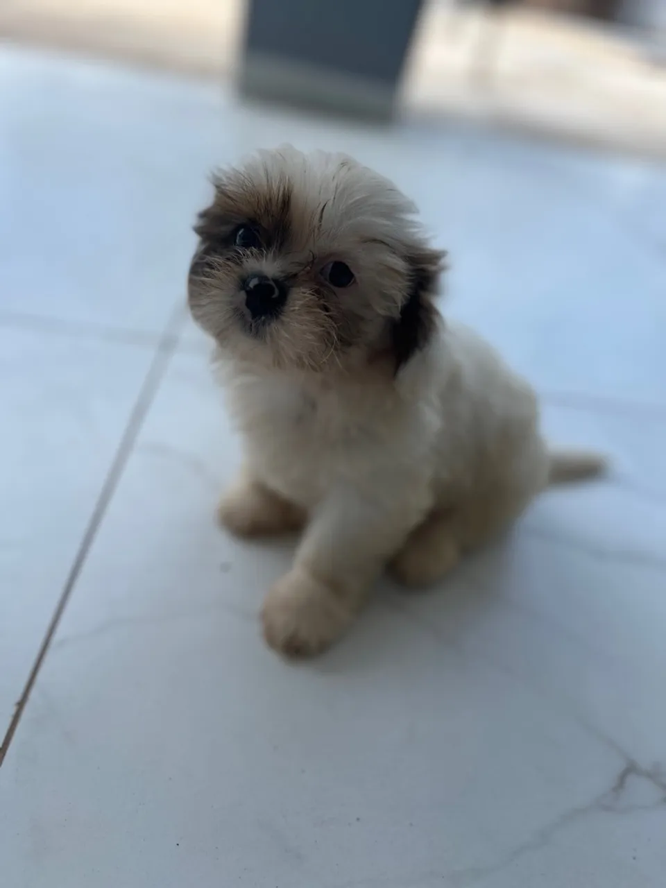Shih Tzu filhote