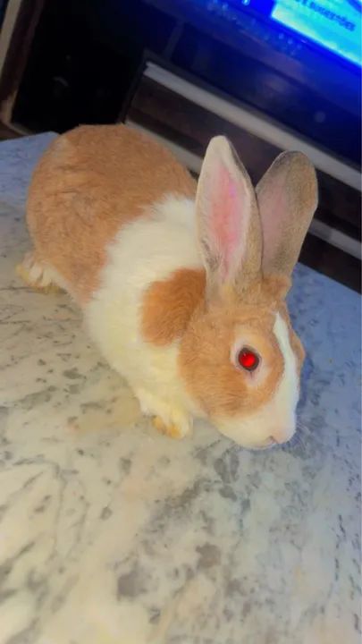 Coelhinho fofinho para adoção - Foto 4