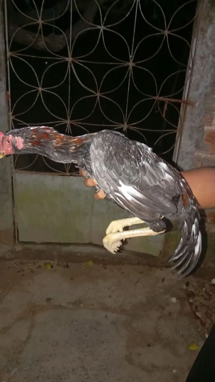 Frango de raça e duas frangas pequena - Foto 4